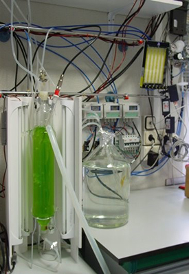 Biología y biotecnología de sistemas en microalgas