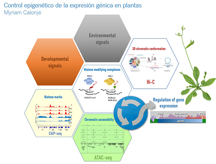 Control epigenético de la expresión génica en plantas