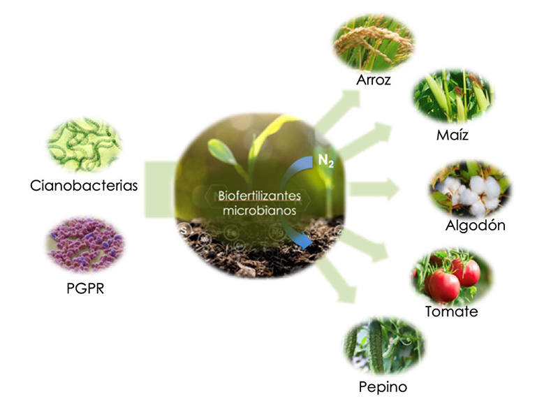 Diseño y Aplicación de Nuevos Biofertilizantes Microbianos