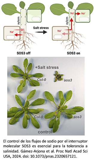 El control de los flujos de sodio por el interruptor molecular SOS3 es esencial para la tolerancia a salinidad. Gámez-Arjona et al. Proc Natl Acad Sci USA, 2024. doi: 10.1073/pnas.2320657121.