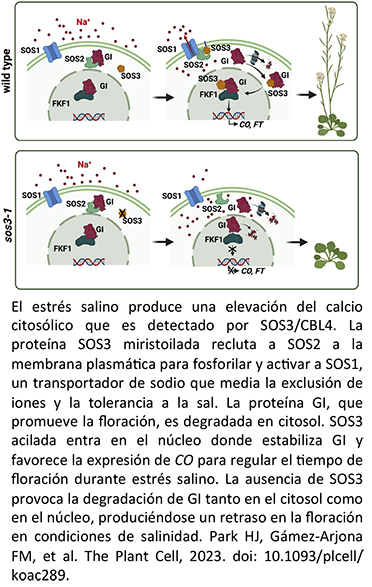 El estrés salino produce una elevación del calcio citosólico que es detectado por SOS3/CBL4. La proteína SOS3 miristoilada recluta a SOS2 a la membrana plasmáBca para fosforilar y acBvar a SOS1, un transportador de sodio que media la exclusión de iones y la tolerancia a la sal. La proteína GI, que promueve la floración, es degradada en citosol. SOS3 acilada entra en el núcleo donde estabiliza GI y favorece la expresión de CO para regular el Bempo de floración durante estrés salino. La ausencia de SOS3 provoca la degradación de GI tanto en el citosol como en el núcleo, produciéndose un retraso en la floración en condiciones de salinidad. Park HJ, Gámez-Arjona FM, et al. The Plant Cell, 2023. doi: 10.1093/plcell/ koac289.