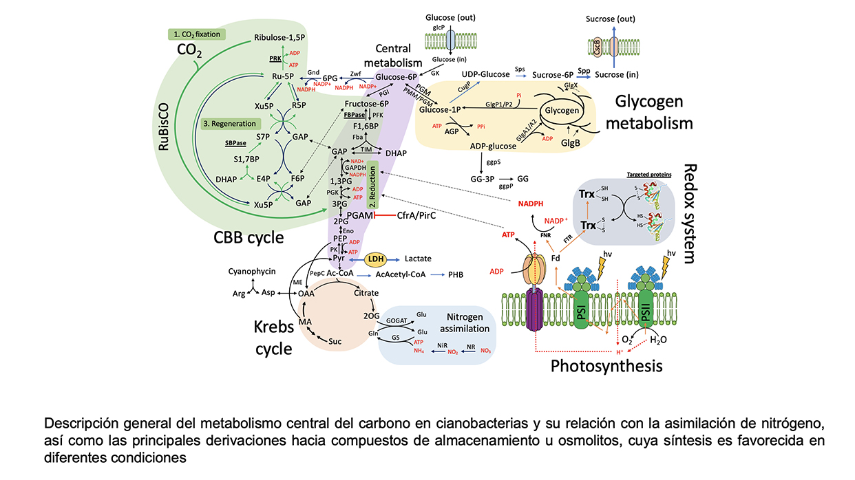 Regulación del metabolismo central del carbono