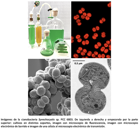 Imágenes de la cianobacteria unicelular Synechocystis sp. PCC 6803