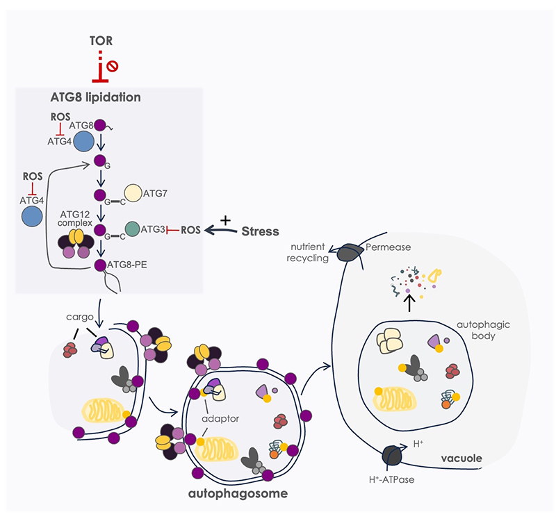 Figura 2. Autofagia en Chlamydomonas