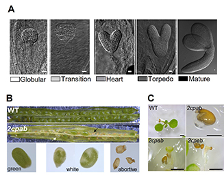 Estudio de la función de estos sistemas redox en la biogénesis del cloroplasto y en fases tempranas del desarrollo de las plantas