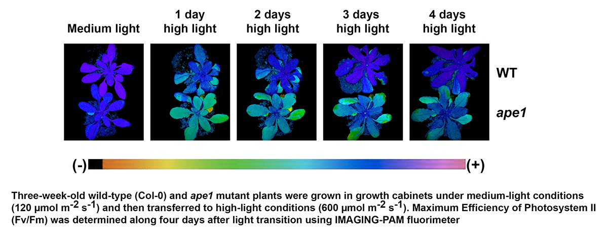 Máximum Efficiency of Photosystem II of ape1 mutant versus wild-type plants