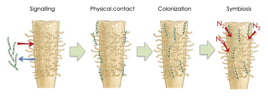 Mecanismos moleculares de la simbiosis entre cianobacterias y plantas