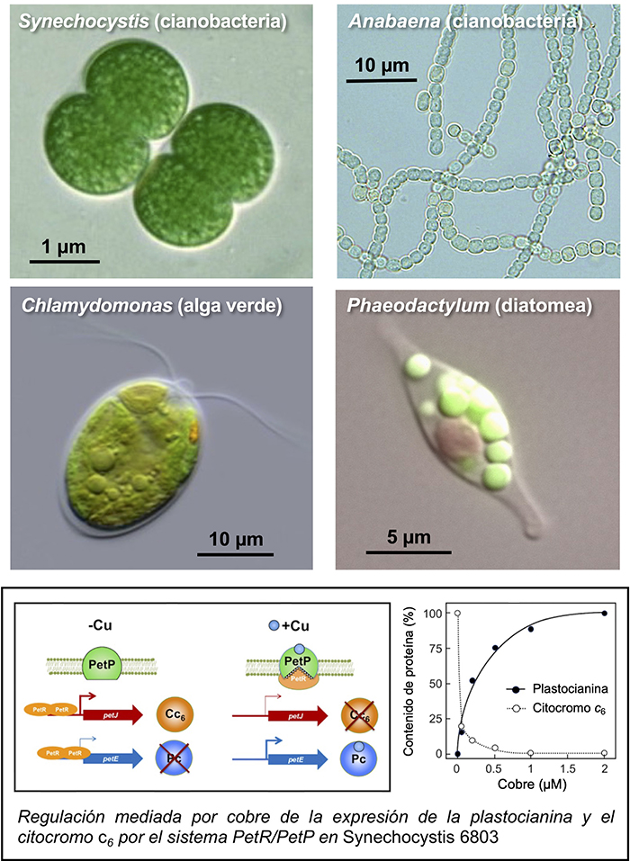 Respuesta a estrés y biología sintética de microorganismos fotosintéticos
