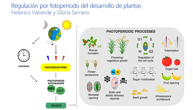 Regulación por fotoperiodo del desarrollo de plantas