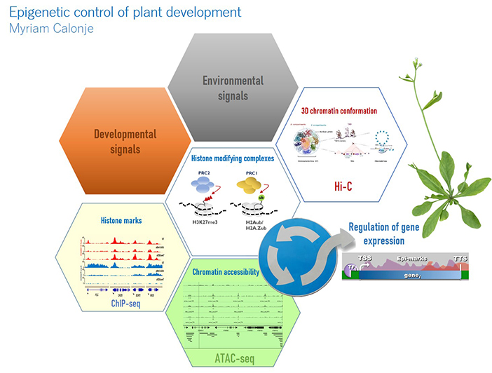 Epigenetic control of plant development