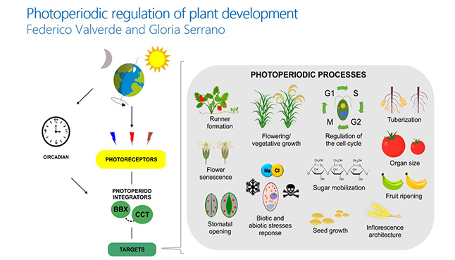 Photoperiodic regulation of plant development