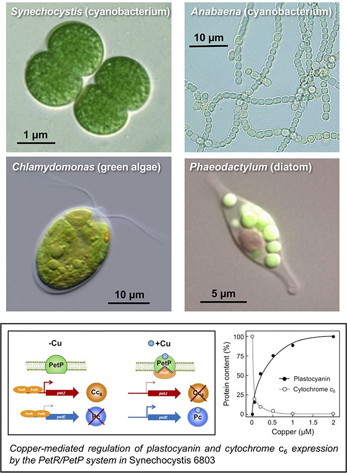 Stress response and synthetic biology of photosynthetic microorganisms