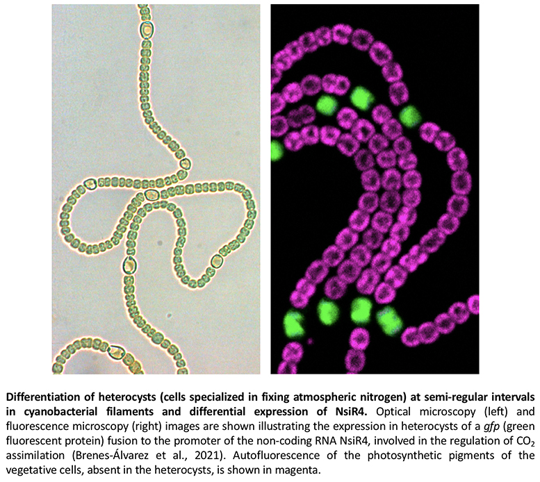 Figure 1. Differenciation of the heterocysts at semi-regular interval in cyanobacterial filaments and differential expression of NsiR4