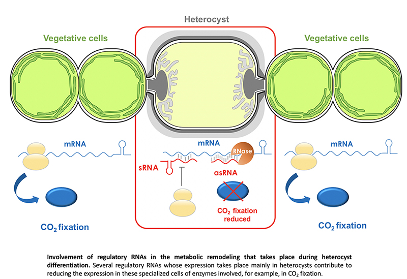 Figure 2. Involvement of regulatory RNAs in the metobolic remodeling that takes place during heterocyst differentiation