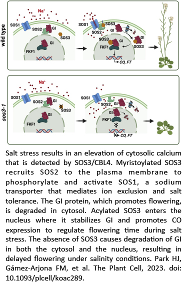 Salt stress results in an eleva-on of cytosolic calcium that is detected by SOS3-CBL4