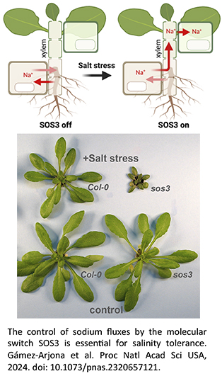 The control of sodium fluxes by the molecular switch SOS3 is essential for salinity tolerance